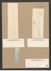 Pleurosigma var. kuetzingii Grun. (de-Toni-Nr.: Genus 13, Species 1076) Zeichnungen Sammlung Grunow Nr. 1971 (NHMW-BOT-W0369115)